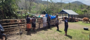 Babinsa Kelanir Dampingi Registrasi Ternak oleh Dinas Pertanian di Kecamatan Seteluk