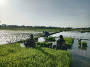 Babinsa Bersama Warga Umalulu Gotong Royong di Lahan Pertanian