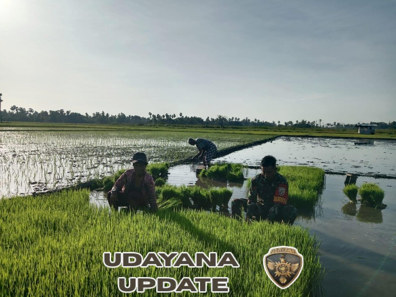 Babinsa Bersama Warga Umalulu Gotong Royong di Lahan Pertanian