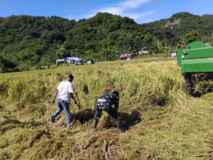 Tak Hanya Mengamankan, Babinsa Juga Menggairahkan Pertanian Desa