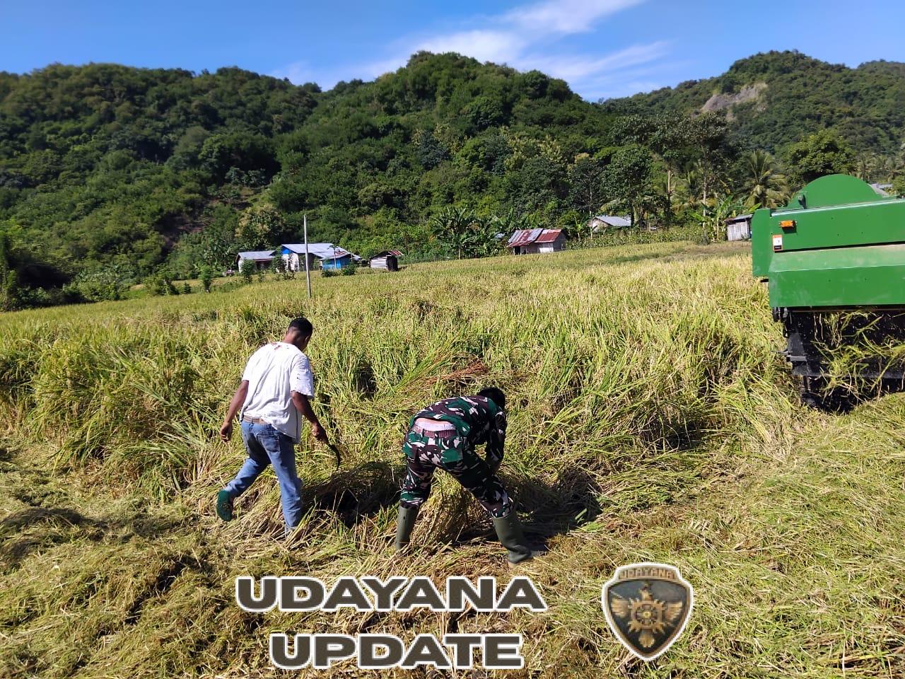 Tak Hanya Mengamankan, Babinsa Juga Menggairahkan Pertanian Desa