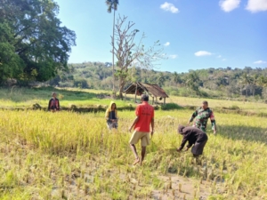 TNI dan Rakyat Bersatu, Babinsa Bantu Panen Padi di Kecamatan Insana