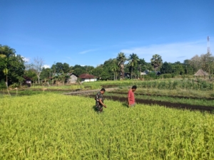 Kegiatan Bersih Sawah di Aimoli Berjalan Lancar dan Terkendali