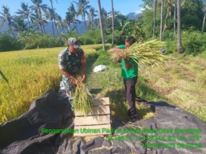 Panen Padi I Putu Ngurah Yadnya Diprediksi Cukup Berhasil Berkat Bantuan Babinsa dan PPL Pertanian