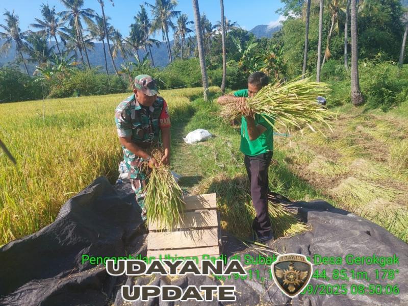 Panen Padi I Putu Ngurah Yadnya Diprediksi Cukup Berhasil Berkat Bantuan Babinsa dan PPL Pertanian