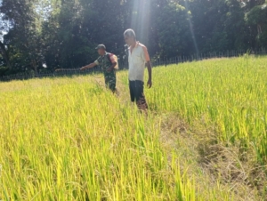 Tingkatkan Hasil Panen, Babinsa dan Kelompok Tani Naga Mas Lakukan Penyemprotan Serentak