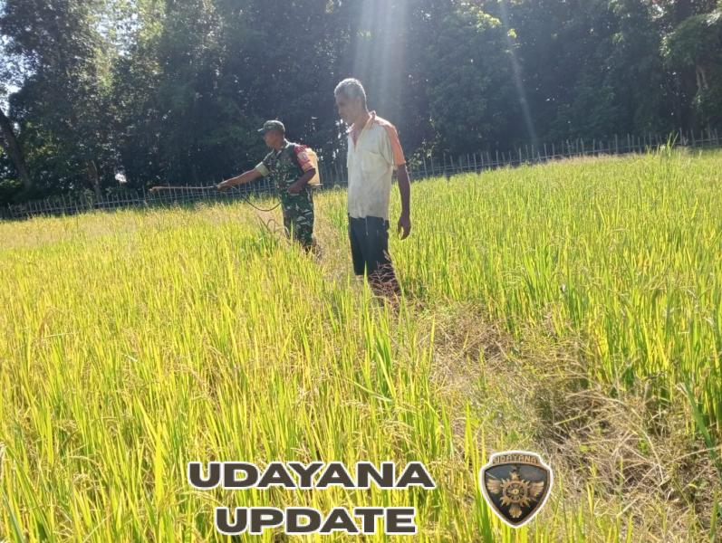 Tingkatkan Hasil Panen, Babinsa dan Kelompok Tani Naga Mas Lakukan Penyemprotan Serentak