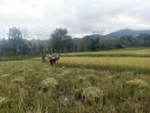 Babinsa Koramil 06/Karera Ringankan Beban Petani Saat Musim Panen