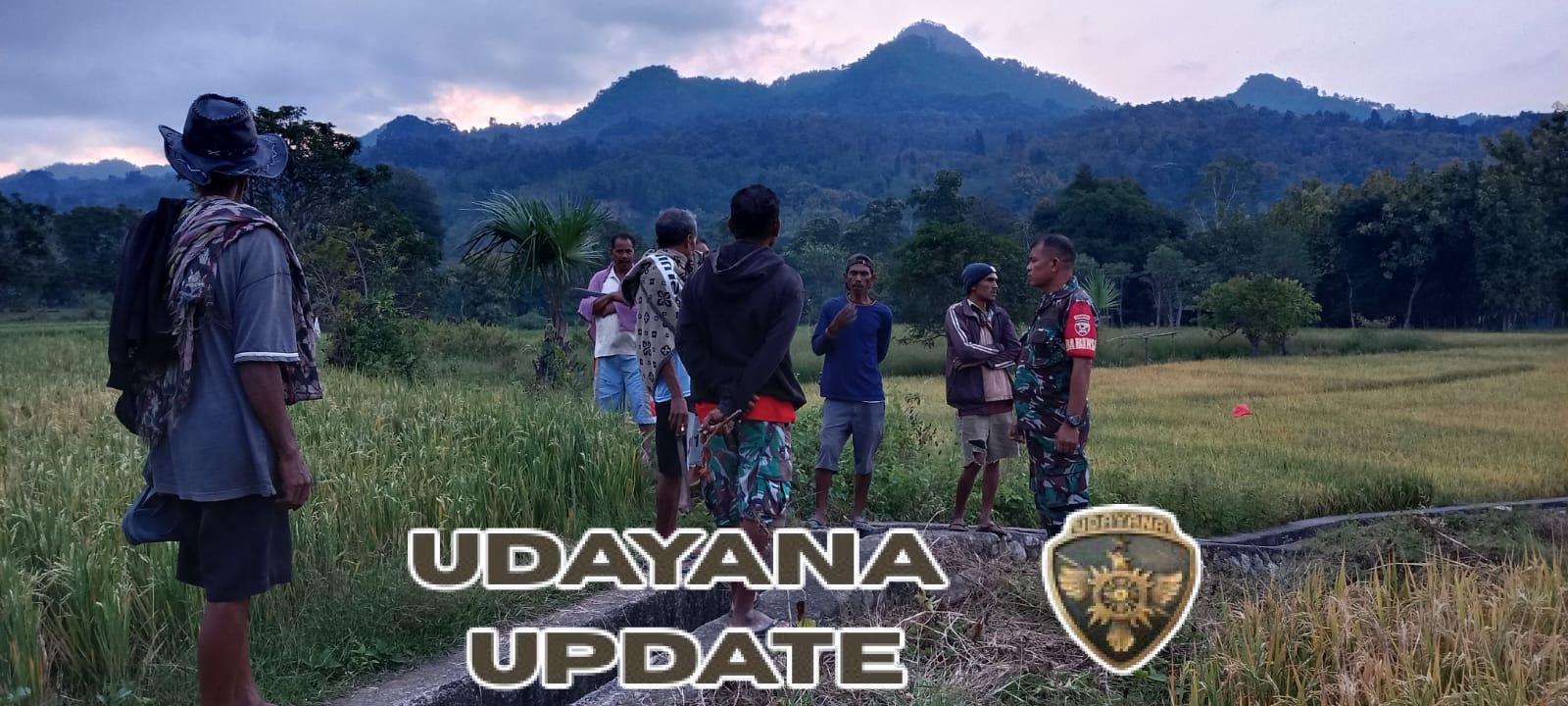 Babinsa Koramil 1618-01/Miotim Menyatu dengan Petani di Tengah Sawah Desa Sunkaen