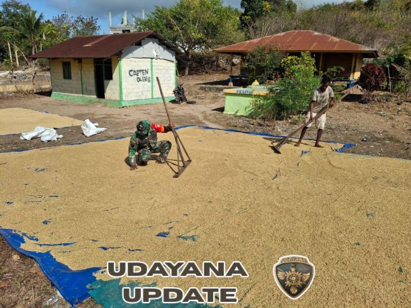 Tak Kenal Libur, Babinsa Pahunga Lodu Bantu Petani Jemur Padi di Desa Wulla