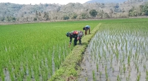 Babinsa Tabundung Aktif Komsos dan Dampingi Petani Cabut Rumput Padi