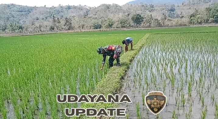 Babinsa Tabundung Aktif Komsos dan Dampingi Petani Cabut Rumput Padi