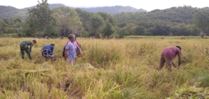 Babinsa Koramil 06/Karera Dampingi Warga Dusun Watubara Panen Padi