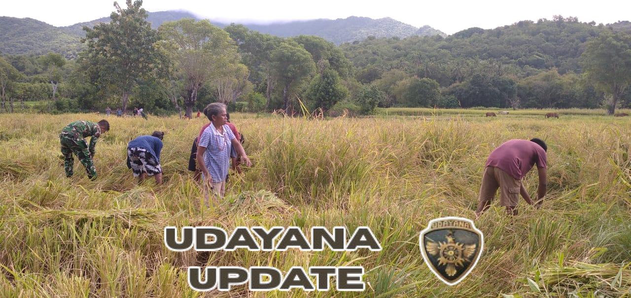 Babinsa Koramil 06/Karera Dampingi Warga Dusun Watubara Panen Padi