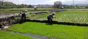 Pratu Yohannes Paskalis Fallo, Babinsa yang Aktif Kawal Ketahanan Pangan di Watu Nggene