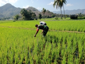 Babinsa Koramil 1602-04/Maurole Dukung Ketahanan Pangan Lewat Kerja Bakti Bersama Petani