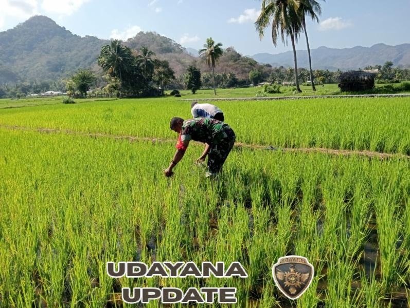 Babinsa Koramil 1602-04/Maurole Dukung Ketahanan Pangan Lewat Kerja Bakti Bersama Petani