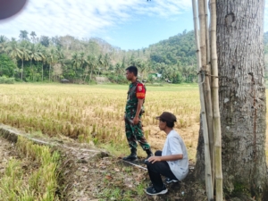 Babinsa Moteng Dampingi Staf Desa Ukur Tanah Petak Sawah Milik Warga