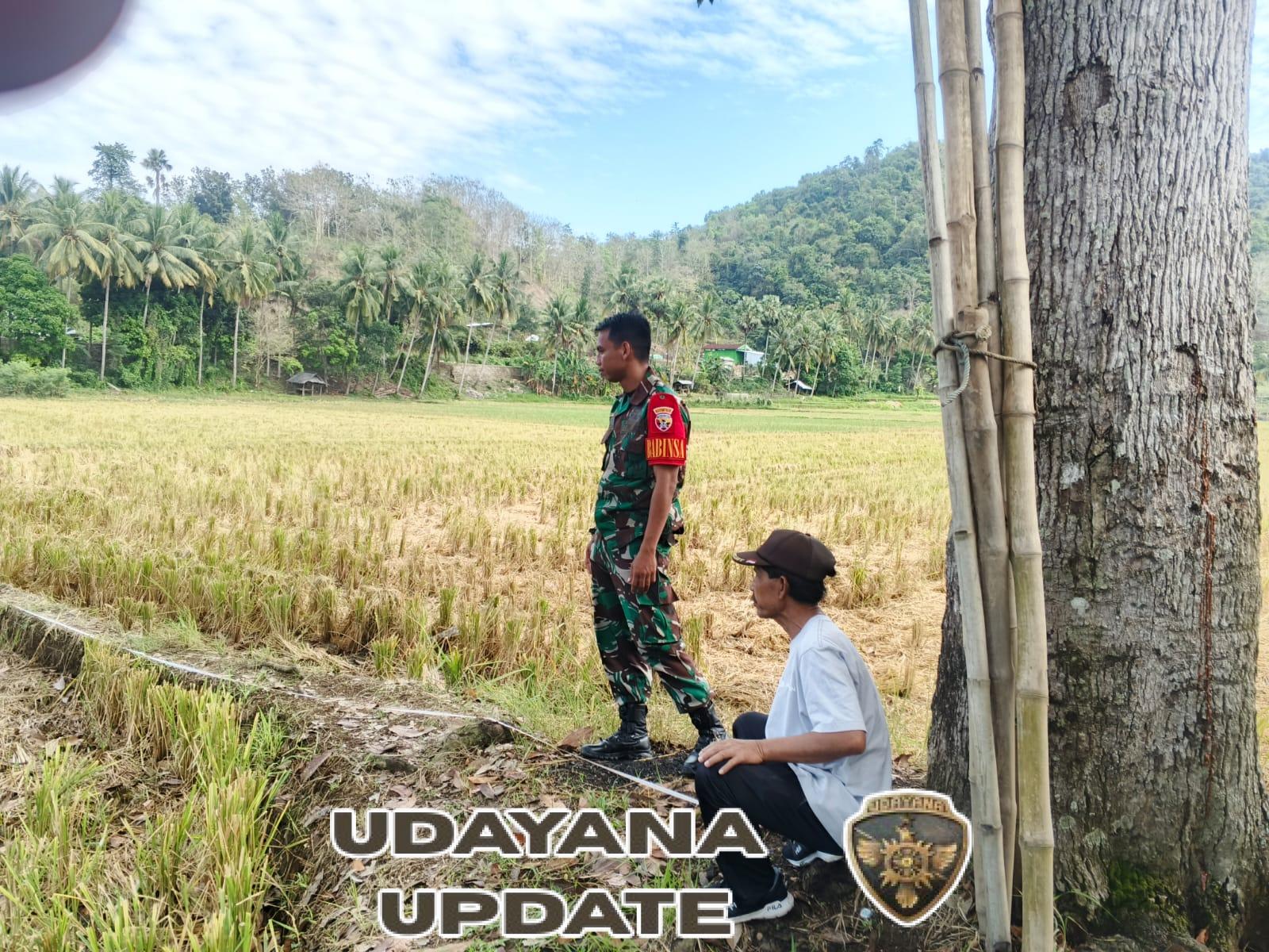 Babinsa Moteng Dampingi Staf Desa Ukur Tanah Petak Sawah Milik Warga