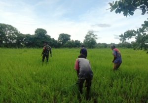 Kepedulian TNI: Babinsa Koramil 03/Pahunga Lodu Ringankan Beban Petani