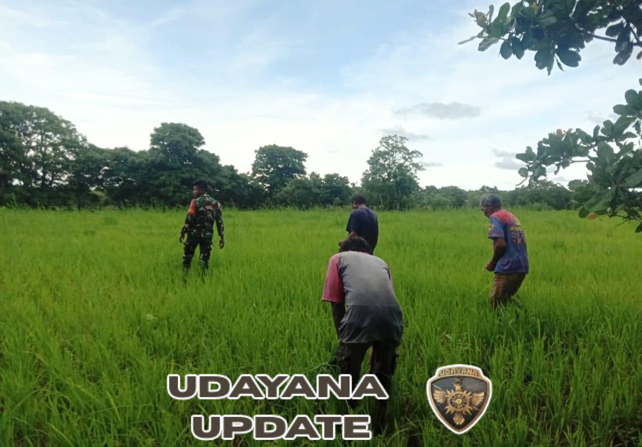 Kepedulian TNI: Babinsa Koramil 03/Pahunga Lodu Ringankan Beban Petani