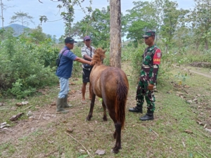 Babinsa Lamontet Dampingi Vaksinasi Ternak, Wujud Dukungan Ketahanan Pangan di Brang Rea