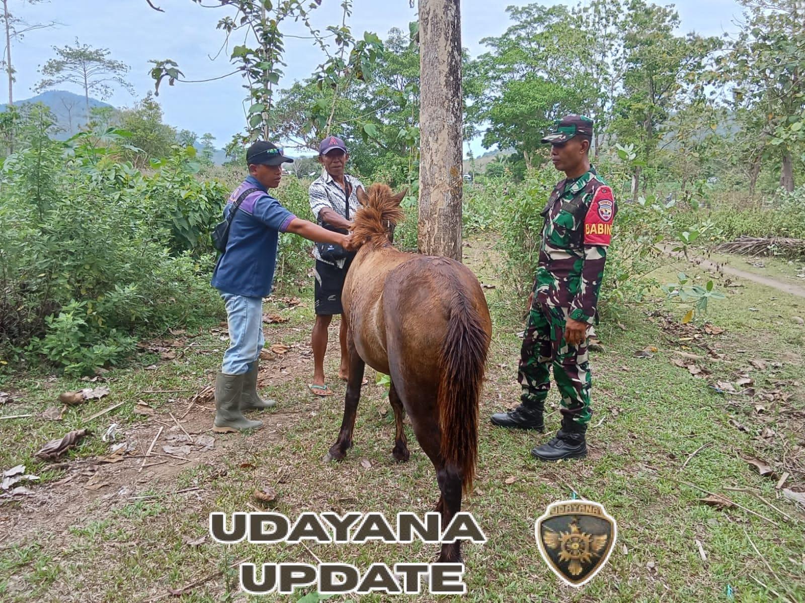 Babinsa Lamontet Dampingi Vaksinasi Ternak, Wujud Dukungan Ketahanan Pangan di Brang Rea