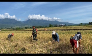 Babinsa Koramil 1612-05/Satar Mese: Turun Sawah, Dekatkan TNI dengan Rakyat