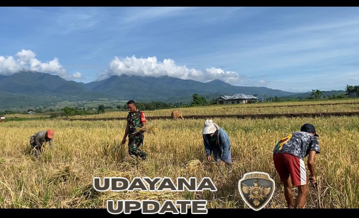 Babinsa Koramil 1612-05/Satar Mese: Turun Sawah, Dekatkan TNI dengan Rakyat