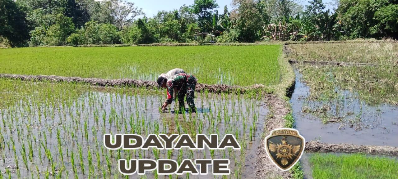 Babinsa Koramil 1612-03/Borong Turun Sawah, Perkuat Solidaritas TNI dan Petani di Kota Komba