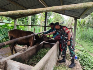 Babinsa Desa Taro Dampingi Vaksinasi, 136 Ekor Sapi di Banjar Patas Terlindungi dari PMK
