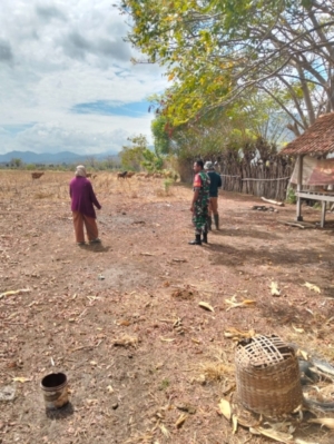 Babinsa Koramil 1628-04/Poto Tano Dampingi Kegiatan Register dan Vaksinasi Ternak di Desa Kiantar