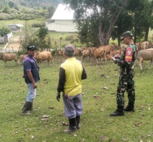Babinsa Koramil 1628-01/Taliwang Aktif Dampingi Register dan Vaksinasi Hewan Ternak di Desa Lamontet