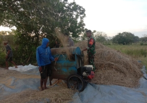 Babinsa Pahunga Lodu Bantu Petani Rontokkan Padi di Desa Kaliuda