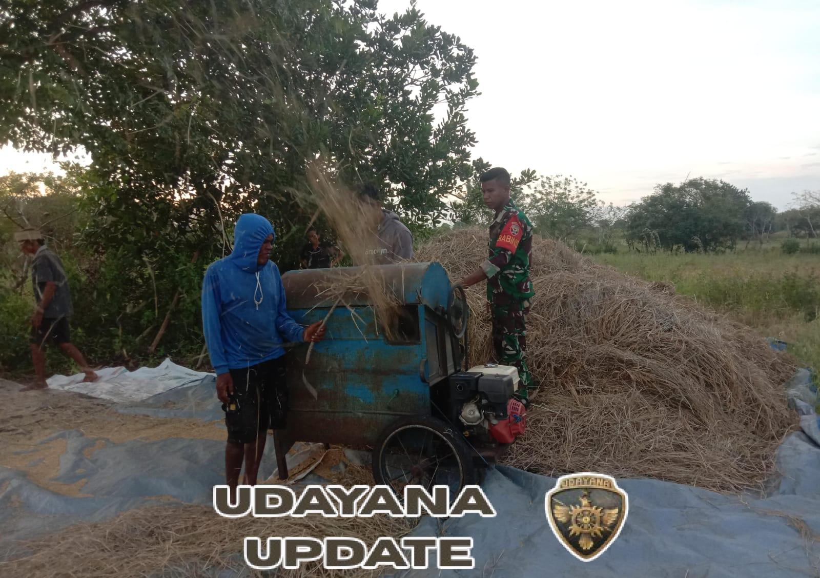 Babinsa Pahunga Lodu Bantu Petani Rontokkan Padi di Desa Kaliuda