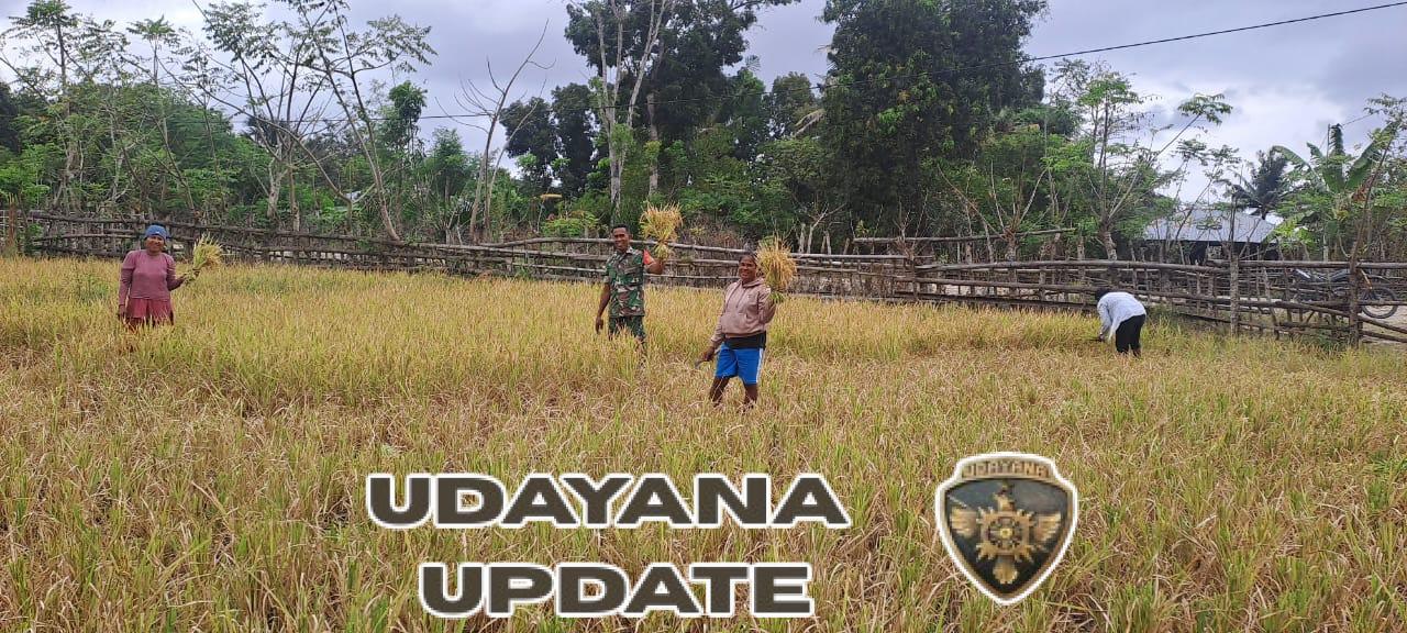 Babinsa Koramil 06/Karera Turun Sawah Dampingi Panen Padi di Desa Kakaha
