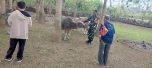Babinsa Desa Kelanir Dampingi Registrasi Ternak oleh Dinas Pertanian di Kecamatan Seteluk