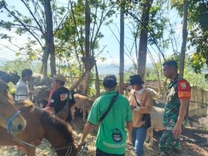 Babinsa Moteng Dampingi Register dan Vaksinasi Hewan Ternak di Brang Rea