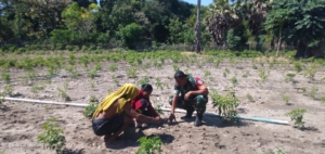 Babinsa Hadir di Tengah Petani Sonimanu, Dorong Semangat dan Produktivitas Pertanian