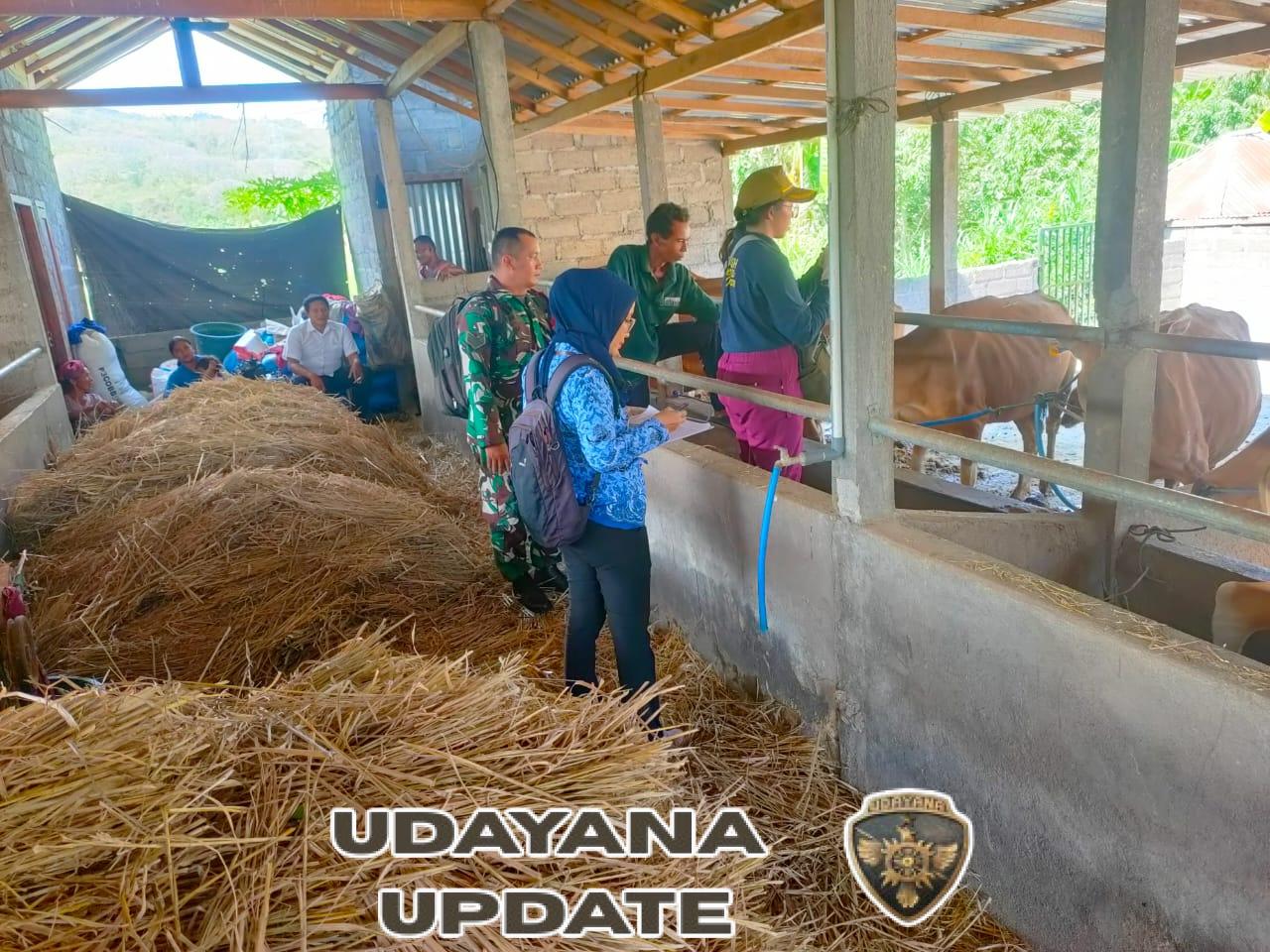 Babinsa Temukus Serka Sukarjo Dampingi Vaksinasi PMK di Desa Temukus