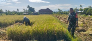 BABINSA Gerokgak Dampingi Petani Desa Musi Buleleng Rayakan Panen Bersama