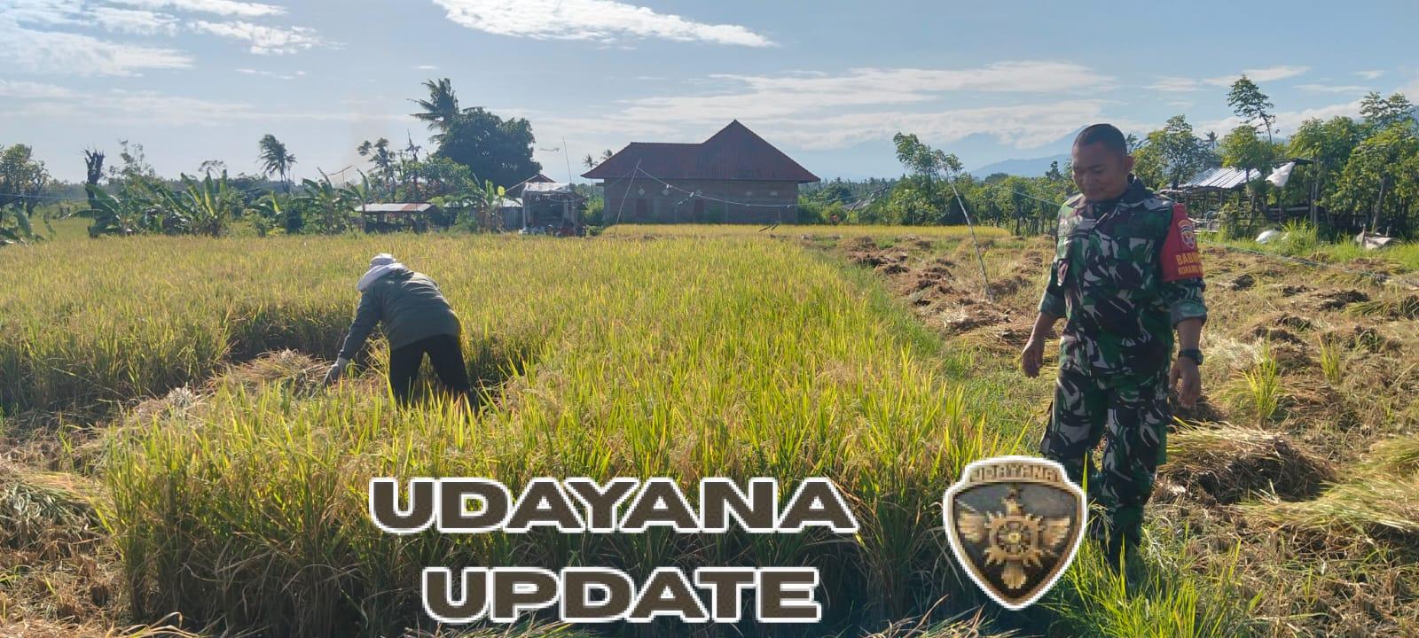 BABINSA Gerokgak Dampingi Petani Desa Musi Buleleng Rayakan Panen Bersama