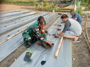 Melalui Kegiatan Komsos, Babinsa Serda Kono Bantu Warga Tanam Melon
