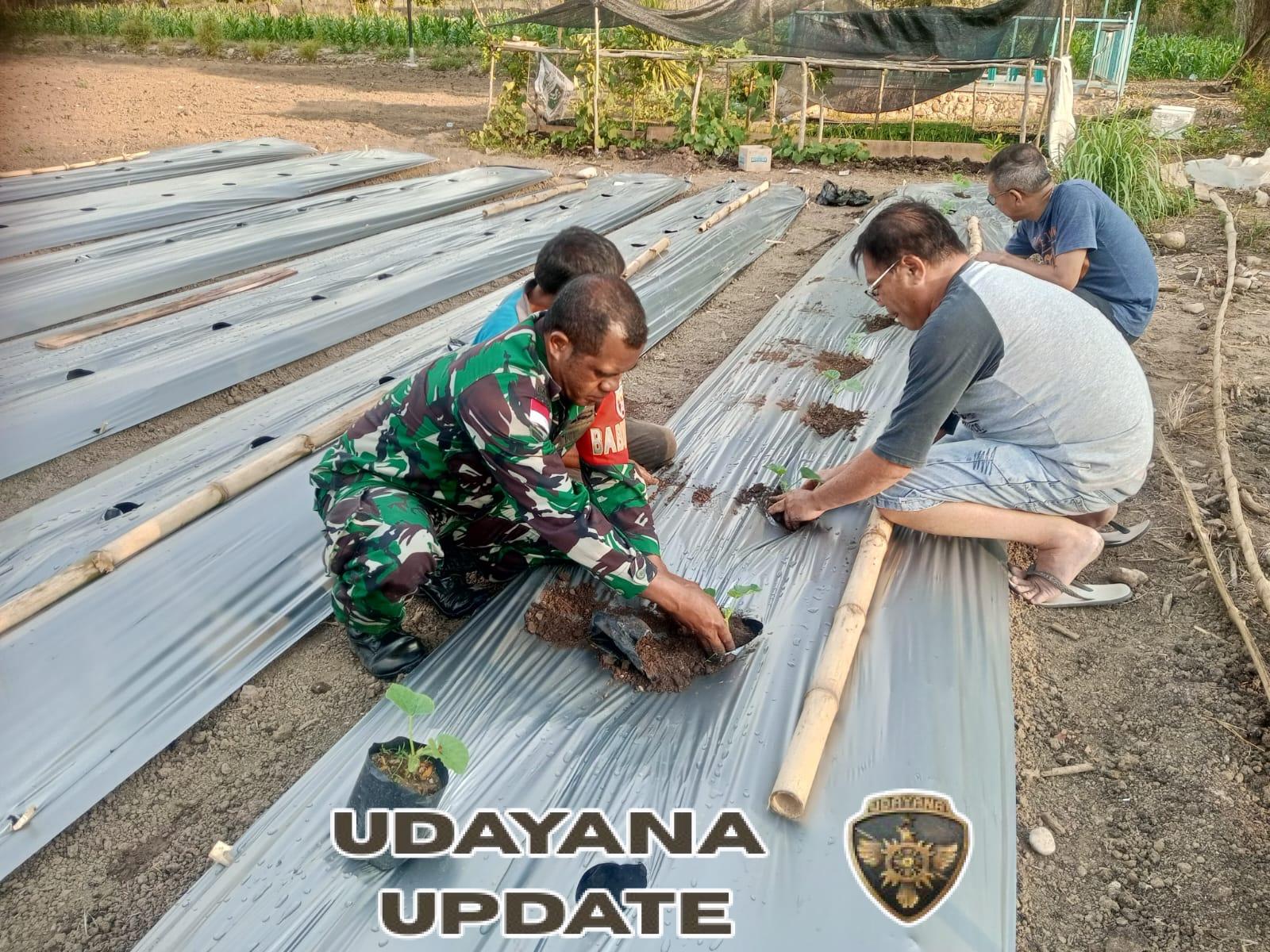 Melalui Kegiatan Komsos, Babinsa Serda Kono Bantu Warga Tanam Melon