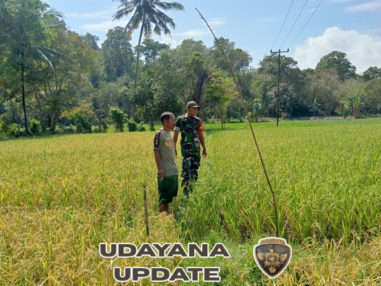 Babinsa Kodim 1602/Ende Pantau Kondisi Padi Bersama Kelompok Tani di Desa Woloau