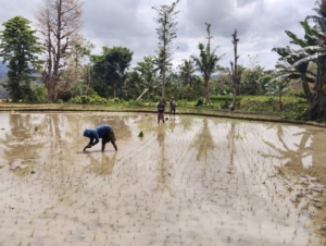 Babinsa Koramil 02/Walakaka Bantu Warga Tanam Padi di Desa Kabukarudi