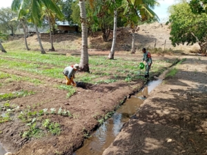 Wujud Kepedulian TNI, Babinsa Dampingi Petani Rawat Lahan Pertanian