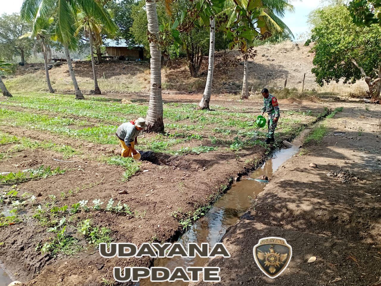 Wujud Kepedulian TNI, Babinsa Dampingi Petani Rawat Lahan Pertanian