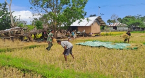 Babinsa Koramil 1601-06 Karera Motivasi Petani Desa Kakaha Saat Panen