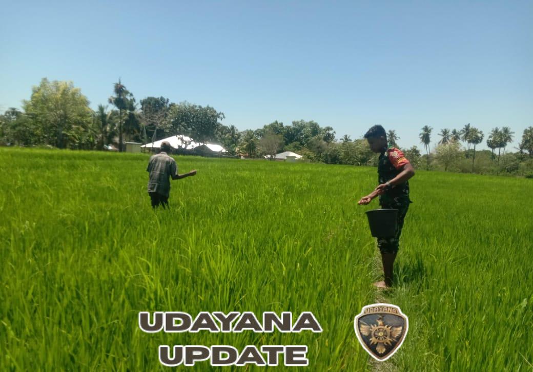 Dukung Hanpangan, Babinsa Pahunga Lodu Ikut Serta Dampingi Pemupukan Padi